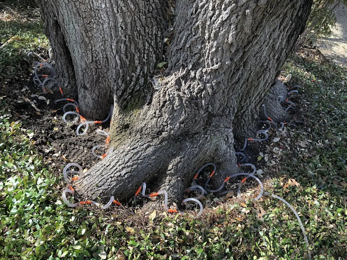 Detailed Tree Cabling and Bracing job site in Chipley