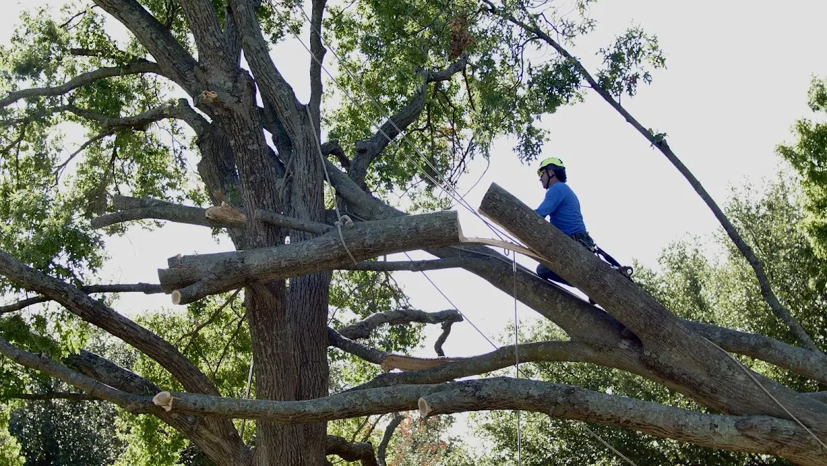 Professional Crown Thinning performed by certified arborists in Chipley